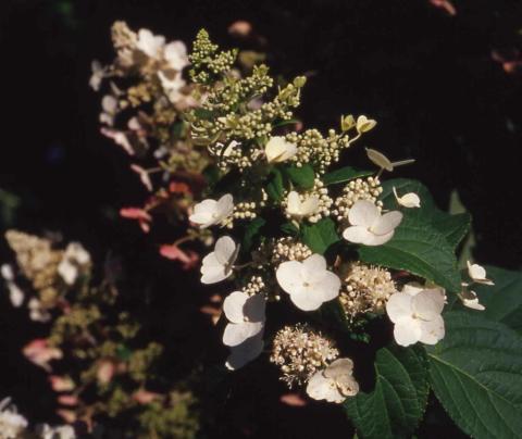 Panicle Hydrangea flower