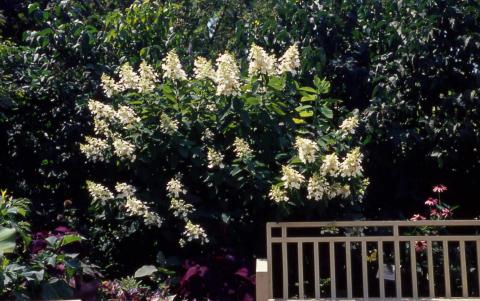 Panicle Hydrangea in flower