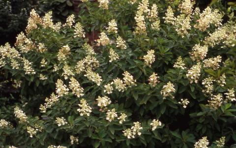Panicle Hydrangea form