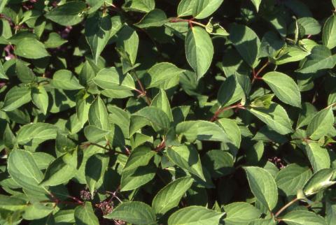 Panicle Hydrangea leaves