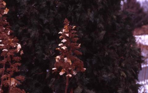 Panicle Hydrangea flower in winter