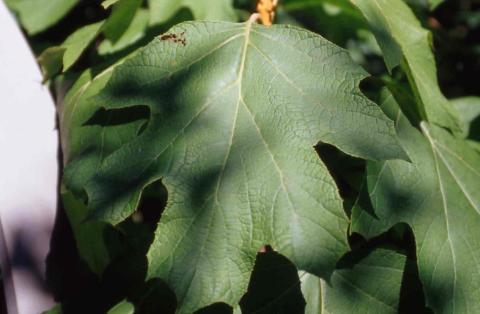 Oakleaf Hydrangea leaves