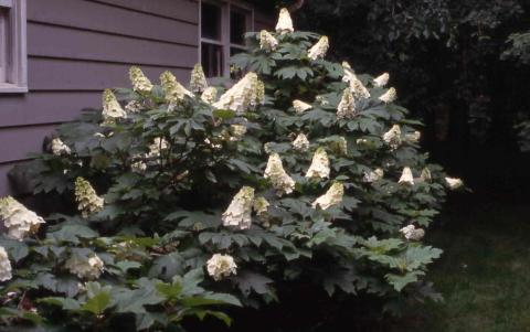 Oakleaf Hydrangea form
