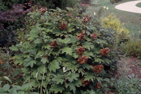 Oakleaf Hydrangea dried flowers