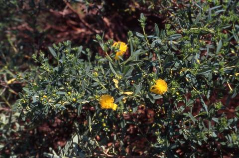 Kalm St. Johnswort leaves