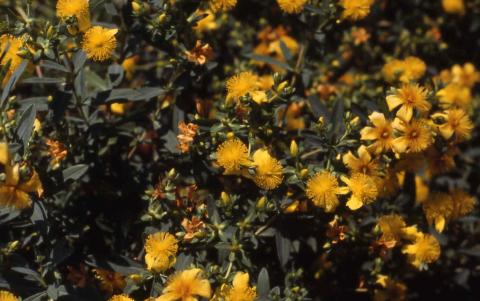 Kalm St. Johnswort flowers