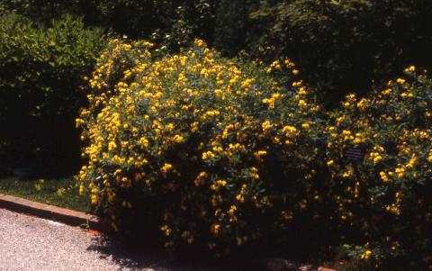 Kalm St. Johnswort form