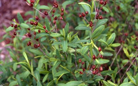 Shrubby St. Johnswort leaves and fruit