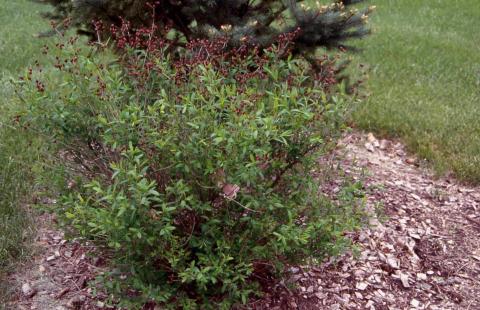 Shrubby St. Johnswort form