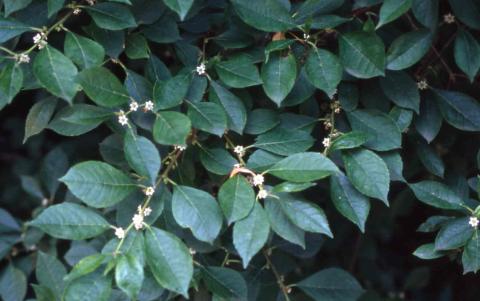 Possumhaw flowers and leaves