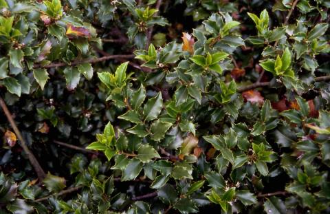 Meserve Hybrid Holly,  leaves of the cultivar ‘Blue Prince’ 