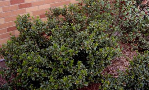 Meserve Hybrid Holly, form of the cultivar of ‘Blue Prince’ 
