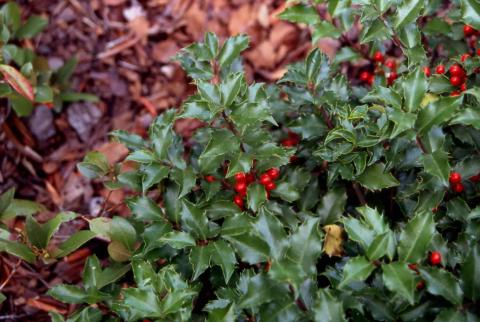 Meserve Hybrid Holly fruit