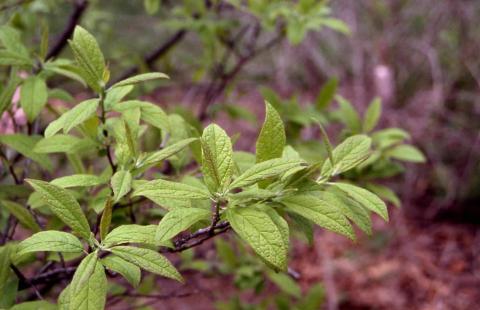 Winterberry leaves