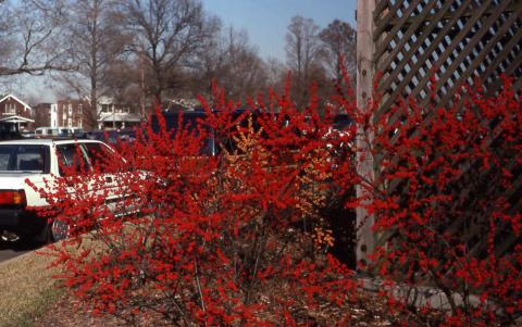 Winterberry form with fruit