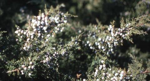 Chinese Juniper fruit