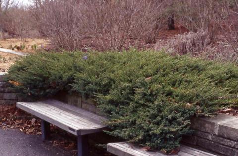 Chinese Juniper form