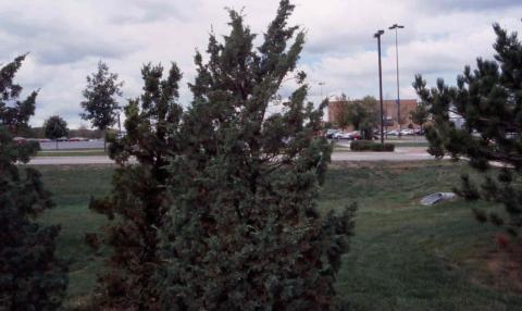 Chinese Juniper,  form of the cultivar ‘Iowa’