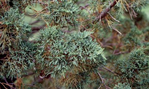 Chinese Juniper needles