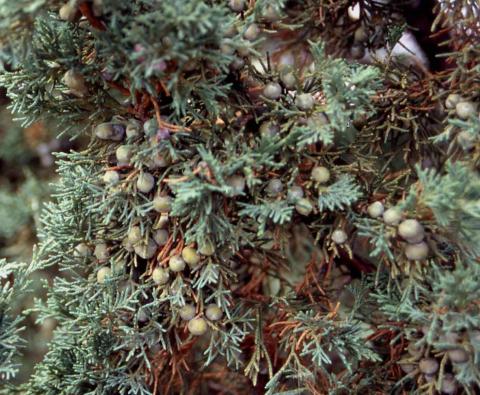 Chinese Juniper fruit
