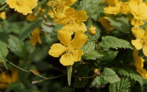 Japanese Kerria flower