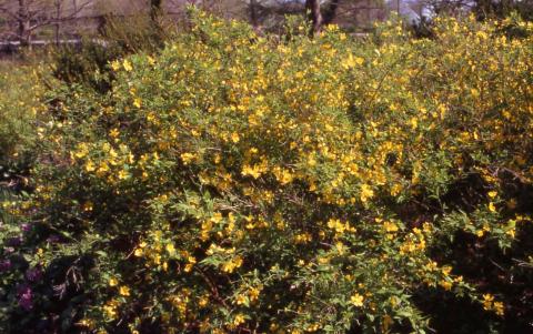 Japanese Kerria in flower