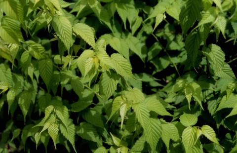 Japanese Kerria leaves