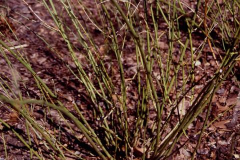 Japanese Kerria winter stems