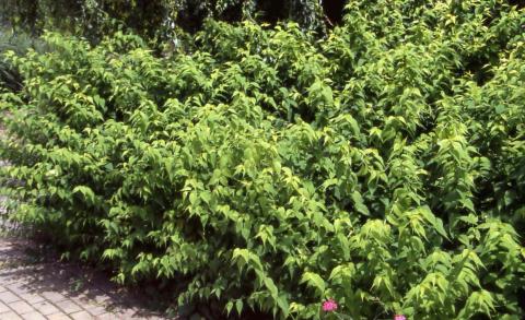 Japanese Kerria form