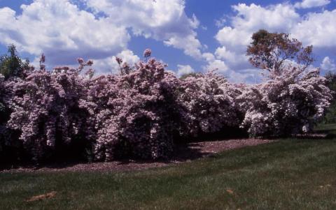 Beautybush in flower