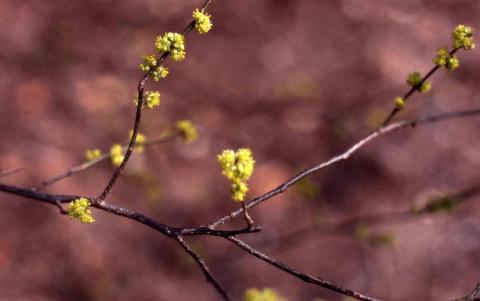 Spicebush flowers