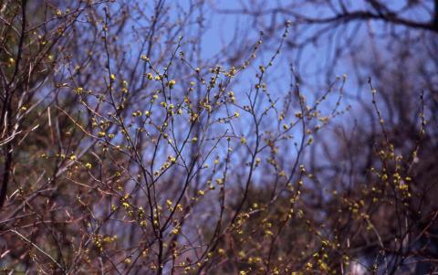 Spicebush spring stems