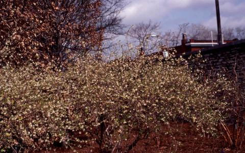 Winter Honeysuckle form