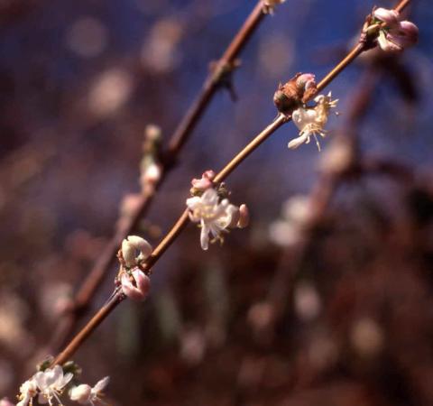 Winter Honeysuckle flowers