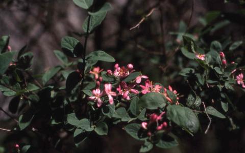 Tatarian Honeysuckle flowers