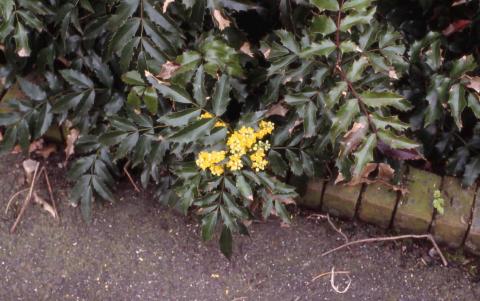 Oregon Grapeholly leaves and flowers