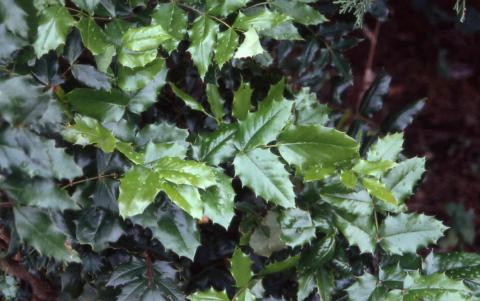 Oregon Grapeholly leaves