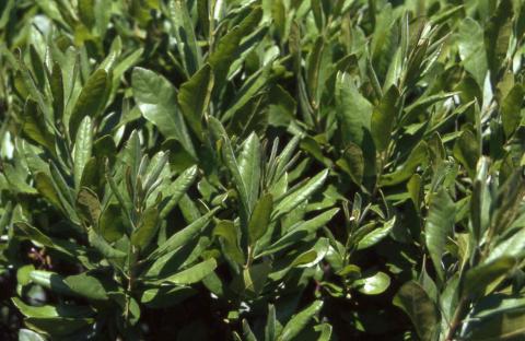 Northern Bayberry fleaves