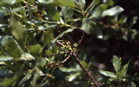 Northern Bayberry fruit