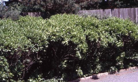 Northern Bayberry form