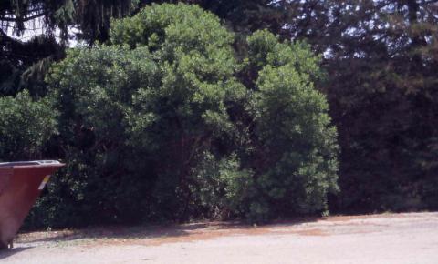 Northern Bayberry form