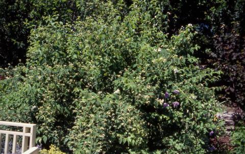 Sweet Mockorange form