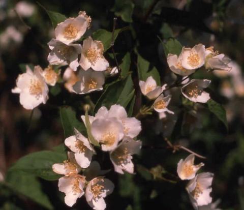 Sweet Mockorange flowers