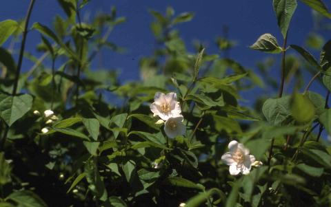 Sweet Mockorange flowers