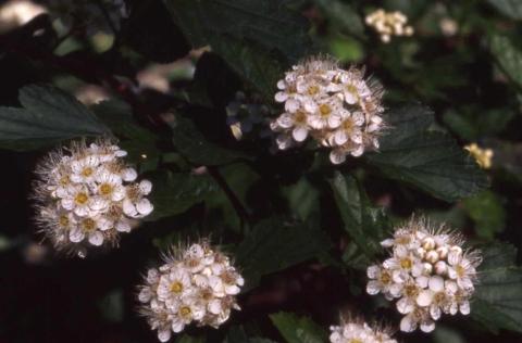 Common Ninebark flowers