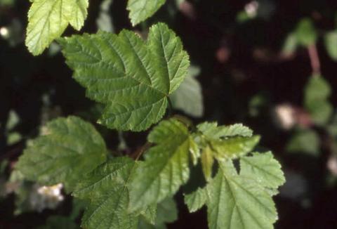 Common Ninebark leaves
