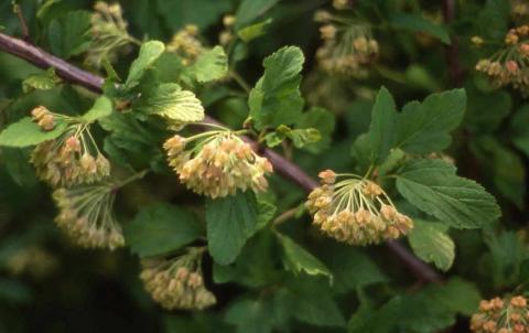 Common Ninebark fruit
