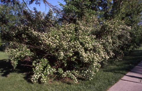 Common Ninebark form