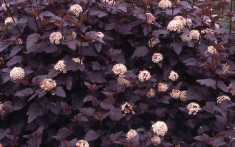 Common Ninebark, flowers of the cultivar ‘Diablo’