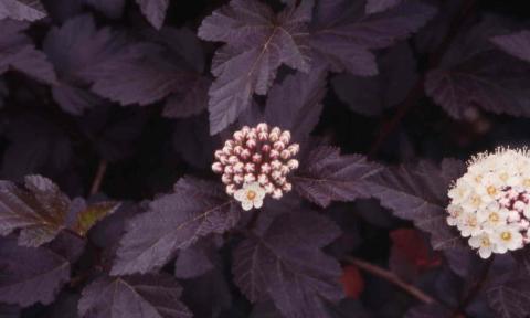 Common Ninebark, leaves of the cultivar ‘Diablo’